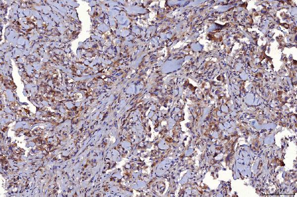 2 - Anti-CD147/Emmprin Antibody Picoband™ (monoclonal, 6H2B2) ABO16252