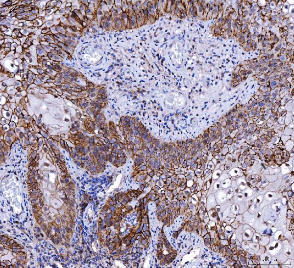 2 - Anti-CD147/Emmprin Antibody Picoband™ (monoclonal, 6H2B2) ABO16252