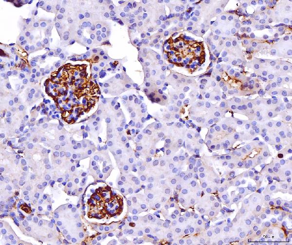 2 - Anti-CD147/Emmprin Antibody Picoband™ (monoclonal, 6H2B2) ABO16252
