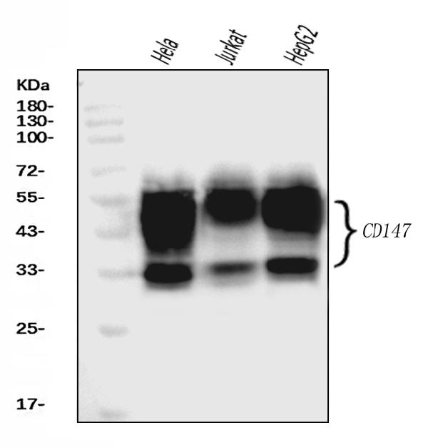 1 - Anti-CD147/Emmprin Antibody Picoband™ (monoclonal, 6H2B2) ABO16252
