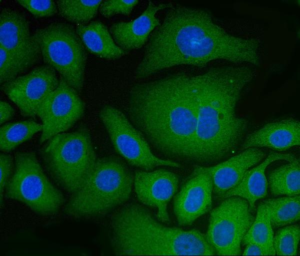 3 - Anti-PDIA6 Antibody Picoband™ (monoclonal, 3H5E7) ABO16253