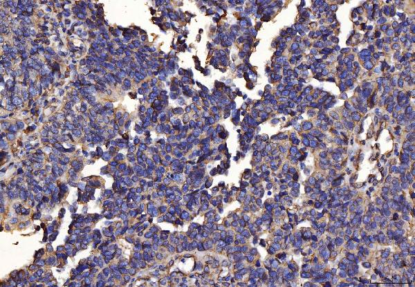 2 - Anti-PDIA6 Antibody Picoband™ (monoclonal, 3H5E7) ABO16253