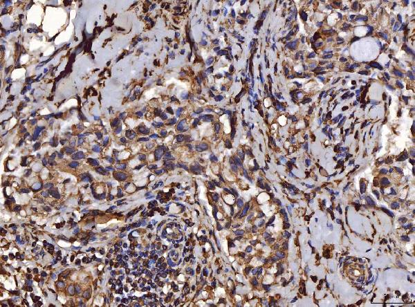 2 - Anti-PDIA6 Antibody Picoband™ (monoclonal, 3H5E7) ABO16253