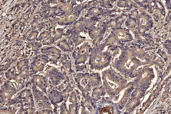 2 - Anti-PDIA6 Antibody Picoband™ (monoclonal, 3H5E7) ABO16253