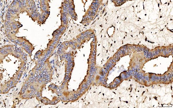 2 - Anti-PDIA6 Antibody Picoband™ (monoclonal, 3H5E7) ABO16253