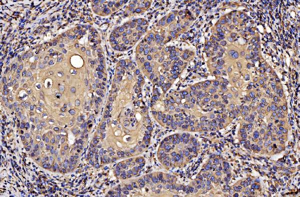 2 - Anti-PDIA6 Antibody Picoband™ (monoclonal, 3H5E7) ABO16253