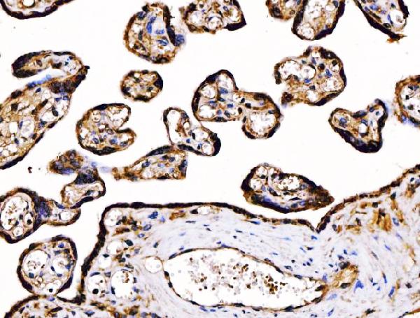 2 - Anti-PDIA6 Antibody Picoband™ (monoclonal, 3H5E7) ABO16253