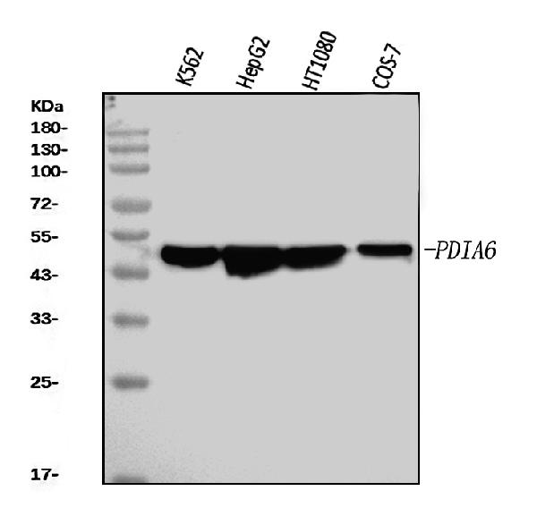 1 - Anti-PDIA6 Antibody Picoband™ (monoclonal, 3H5E7) ABO16253