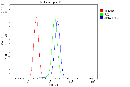1 - Anti-ERp57 Antibody Picoband™ (monoclonal, 7E5) ABO16254