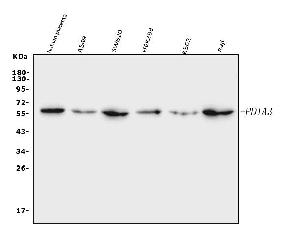1 - Anti-ERp57 Antibody Picoband™ (monoclonal, 7E5) ABO16254