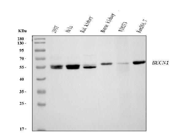 1 - Anti-Beclin 1 Antibody Picoband™ (monoclonal, 2D12A3) ABO16255