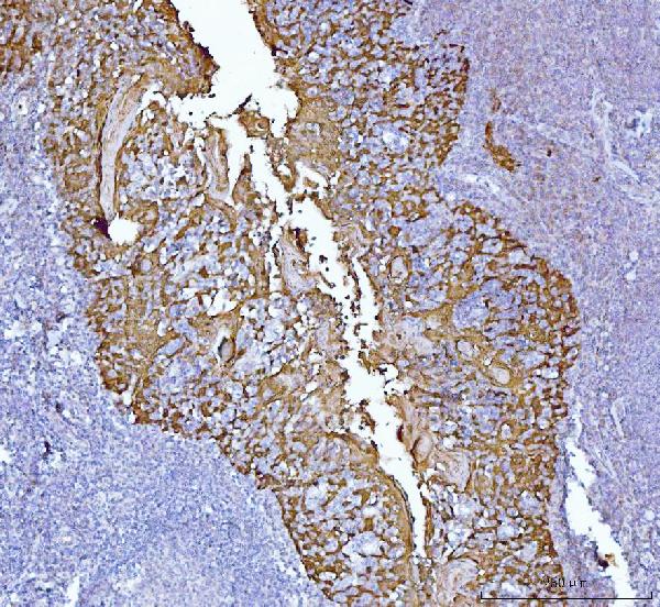 2 - Anti-MASPIN Antibody Picoband™ (monoclonal, 7G4E1) ABO16256