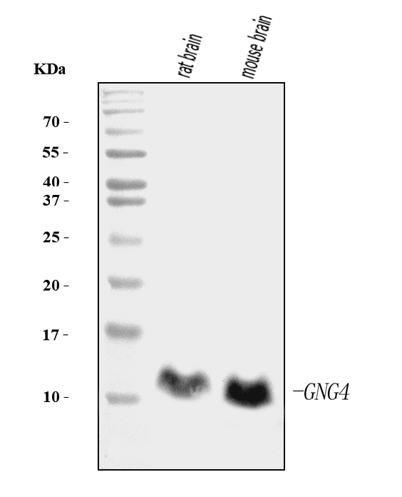 1 - Anti-GNG4 Antibody Picoband™ (monoclonal, 7B6) ABO16257