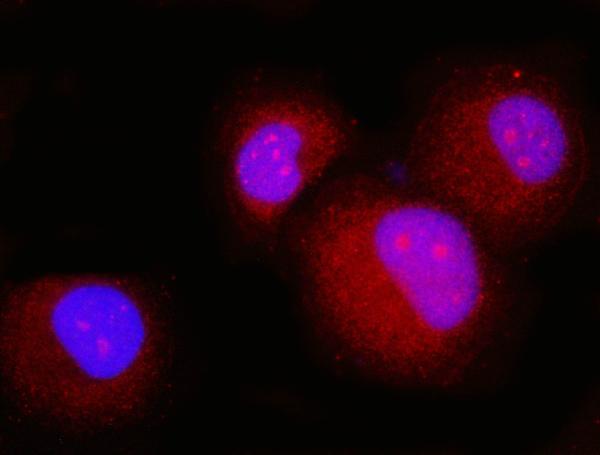 3 - Anti-p23/PTGES3 Antibody Picoband™ (monoclonal, 9D3D1) ABO16258