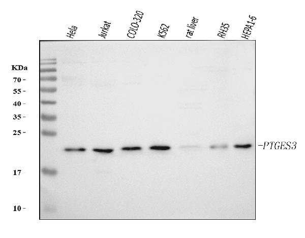 1 - Anti-p23/PTGES3 Antibody Picoband™ (monoclonal, 9D3D1) ABO16258