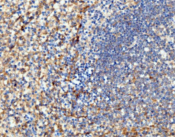 2 - Anti-ICAM1 Antibody Picoband™ (monoclonal, 6F2C3) ABO16259