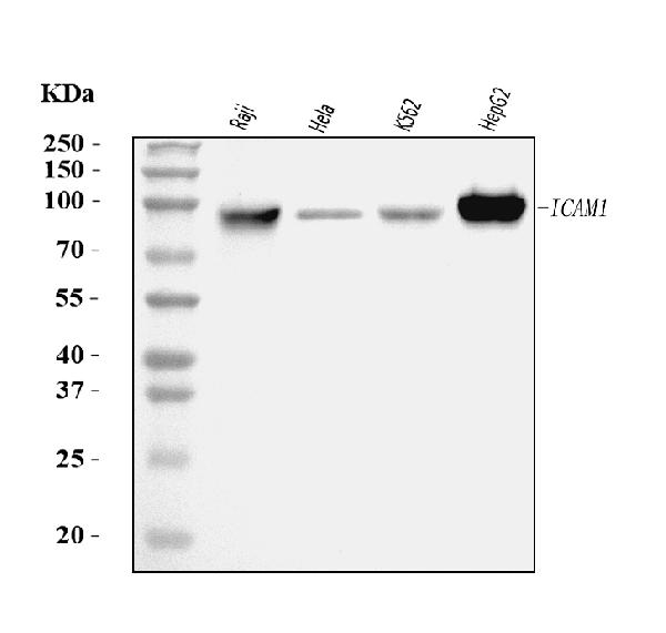 1 - Anti-ICAM1 Antibody Picoband™ (monoclonal, 6F2C3) ABO16259