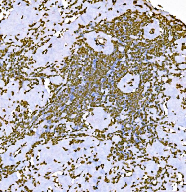 2 - Anti-Histone H1.0/H1F0 Antibody Picoband™ (monoclonal, 5I3E6) ABO16260