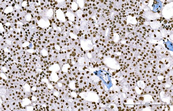 2 - Anti-Histone H1.0/H1F0 Antibody Picoband™ (monoclonal, 5I3E6) ABO16260