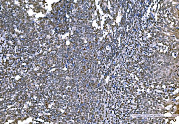 2 - Anti-Histone H1.0/H1F0 Antibody Picoband™ (monoclonal, 5I3E6) ABO16260