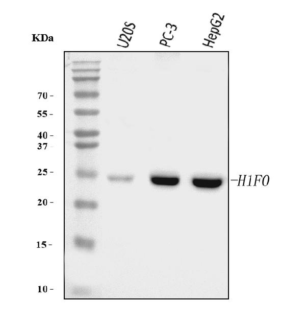 1 - Anti-Histone H1.0/H1F0 Antibody Picoband™ (monoclonal, 5I3E6) ABO16260