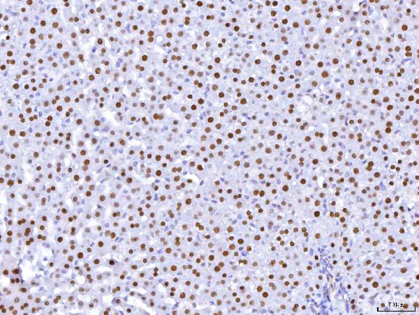 2 - Anti-HNF-4-alpha Antibody Picoband™ (monoclonal, 6C8E9) ABO16262