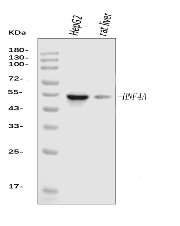 1 - Anti-HNF-4-alpha Antibody Picoband™ (monoclonal, 6C8E9) ABO16262