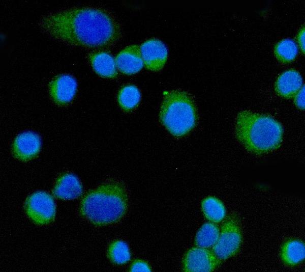 3 - Anti-CD55 Antibody Picoband™ (monoclonal, 9F3A1) ABO16264
