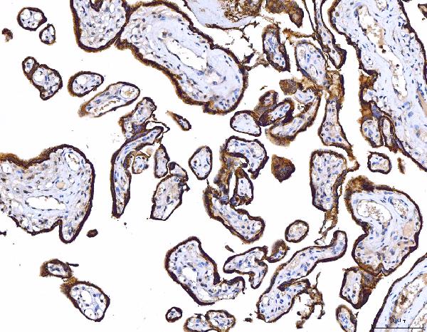 2 - Anti-CD55 Antibody Picoband™ (monoclonal, 9F3A1) ABO16264