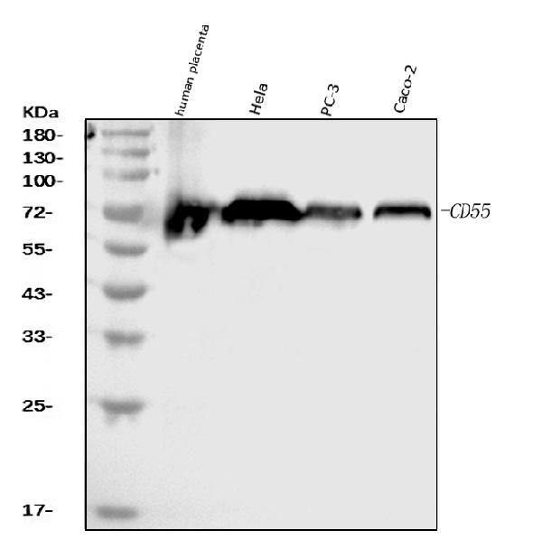 1 - Anti-CD55 Antibody Picoband™ (monoclonal, 9F3A1) ABO16264