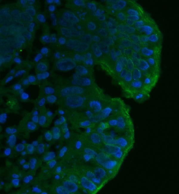 3 - Anti-CD55 Antibody Picoband™ (monoclonal, 5B9E1) ABO16265