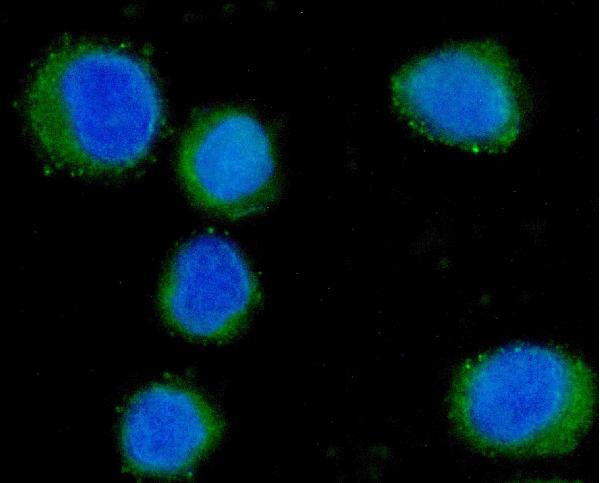 3 - Anti-CD55 Antibody Picoband™ (monoclonal, 5B9E1) ABO16265