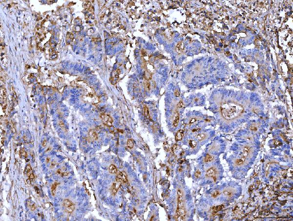 2 - Anti-CD55 Antibody Picoband™ (monoclonal, 5B9E1) ABO16265