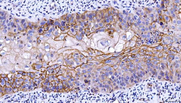 2 - Anti-CD55 Antibody Picoband™ (monoclonal, 5B9E1) ABO16265