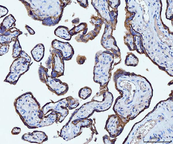 2 - Anti-CD55 Antibody Picoband™ (monoclonal, 5B9E1) ABO16265