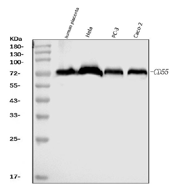 1 - Anti-CD55 Antibody Picoband™ (monoclonal, 5B9E1) ABO16265
