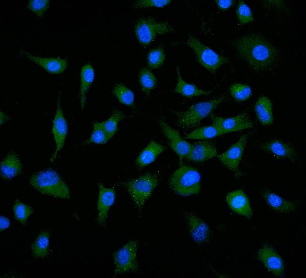 3 - Anti-Neuropilin 1 Antibody Picoband™ (monoclonal, 4G3F7) ABO16266
