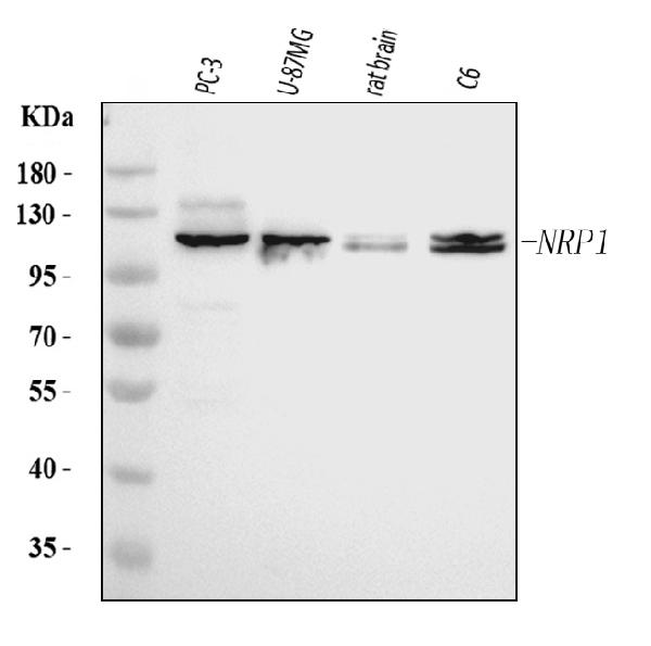 1 - Anti-Neuropilin 1 Antibody Picoband™ (monoclonal, 4G3F7) ABO16266