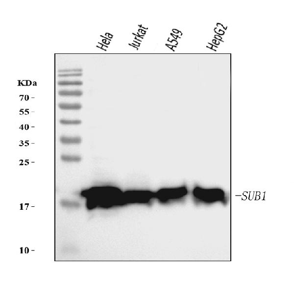 1 - Anti-PC4/SUB1 Antibody Picoband™ (monoclonal, 2D13E3) ABO16268