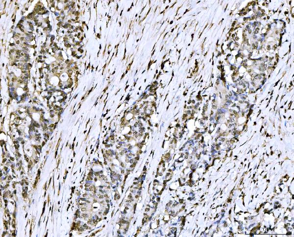 2 - Anti-PC4/SUB1 Antibody Picoband™ (monoclonal, 6B5B10) ABO16269