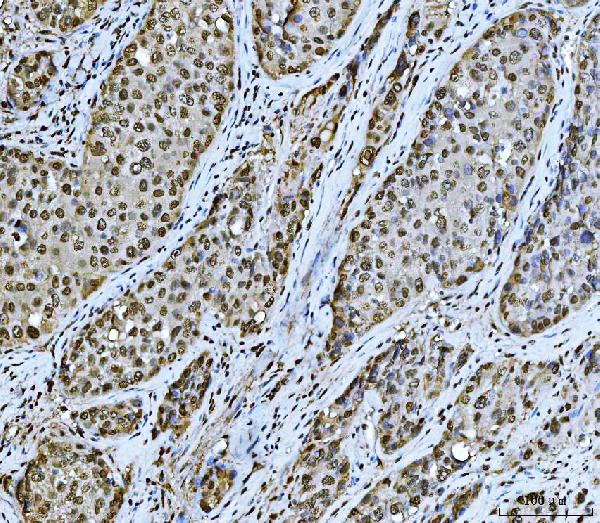 2 - Anti-PC4/SUB1 Antibody Picoband™ (monoclonal, 6B5B10) ABO16269