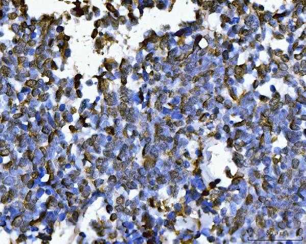 2 - Anti-PC4/SUB1 Antibody Picoband™ (monoclonal, 6B5B10) ABO16269