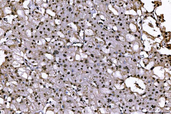 2 - Anti-PC4/SUB1 Antibody Picoband™ (monoclonal, 6B5B10) ABO16269