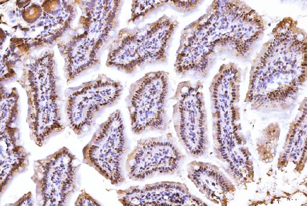 2 - Anti-PC4/SUB1 Antibody Picoband™ (monoclonal, 6B5B10) ABO16269