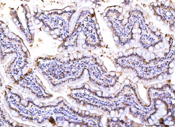 2 - Anti-PC4/SUB1 Antibody Picoband™ (monoclonal, 6B5B10) ABO16269