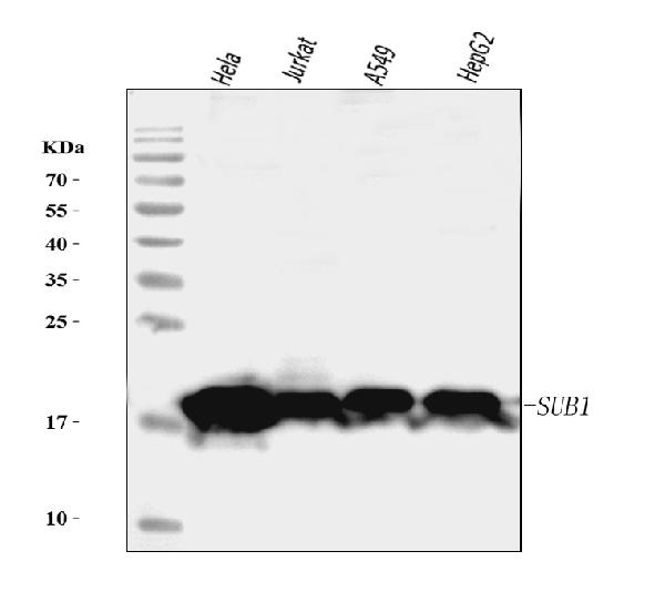 1 - Anti-PC4/SUB1 Antibody Picoband™ (monoclonal, 6B5B10) ABO16269