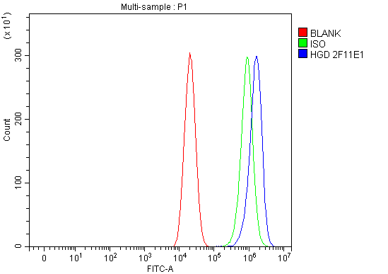 1 - Anti-HGD Antibody Picoband™ (monoclonal, 2F11E1) ABO16270