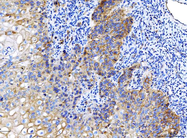 2 - Anti-Poliovirus Receptor/PVR Antibody Picoband™ (monoclonal, 9B9F1) ABO16273