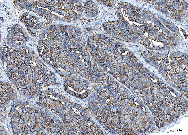2 - Anti-Poliovirus Receptor/PVR Antibody Picoband™ (monoclonal, 9B9F1) ABO16273