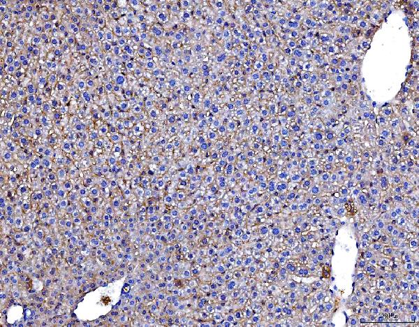 2 - Anti-Poliovirus Receptor/PVR Antibody Picoband™ (monoclonal, 9B9F1) ABO16273